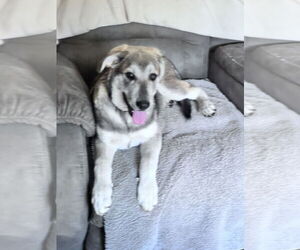 Huskies -Unknown Mix Dogs for adoption in Crossville, AL, USA