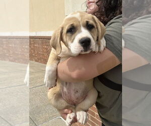 Great Pyrenees-Unknown Mix Dogs for adoption in Mooresville, NC, USA