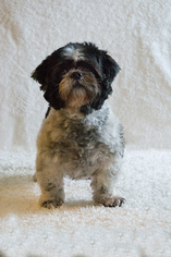 Medium Photo #1 Shih Tzu Puppy For Sale in Weston, FL, USA