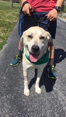 Labrador Retriever Dogs for adoption in Gainesville, VA, USA