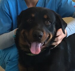 Rottweiler Dogs for adoption in San Luis Rey, CA, USA