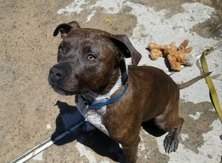 American Pit Bull Terrier-Unknown Mix Dogs for adoption in Lake Arrowhead, CA, USA