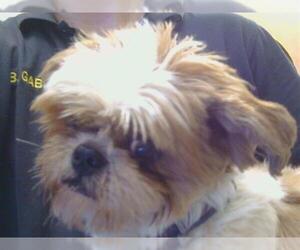 Shih Tzu Dogs for adoption in Sacramento, CA, USA