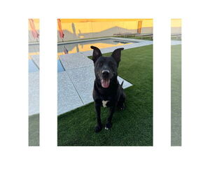 American Pit Bull Terrier-Labrador Retriever Mix Dogs for adoption in Chandler, AZ, USA