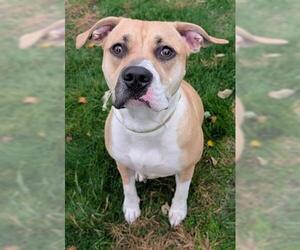 Mutt Dogs for adoption in Akron, OH, USA