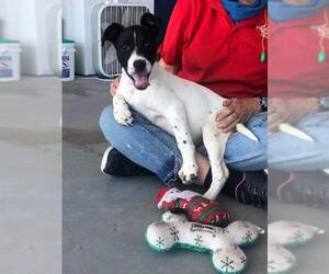 Dalmatian Dogs for adoption in Pleasanton, TX, USA