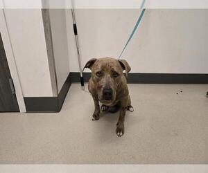 Medium Photo #1 American Pit Bull Terrier Puppy For Sale in Corona, CA, USA