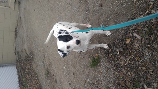 Dalmatian Dogs for adoption in South Amana, IA, USA