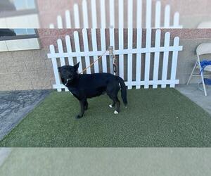 Border Collie-Unknown Mix Dogs for adoption in Modesto, CA, USA
