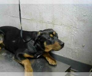 Rottweiler Dogs for adoption in Atlanta, GA, USA