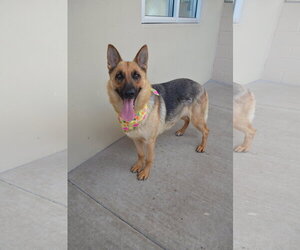 Medium Photo #1 German Shepherd Dog-Unknown Mix Puppy For Sale in McKinney, TX, USA