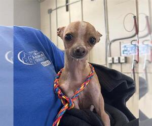 Chihuahua Dogs for adoption in Camarillo, CA, USA