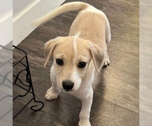 Mutt Dogs for adoption in Fargo, ND, USA