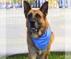 German Shepherd Dog-Unknown Mix Dogs for adoption in San Antonio, TX, USA