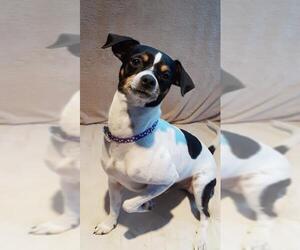 Rat-Cha Dogs for adoption in Newaygo, MI, USA