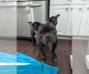 French Bulldog Dogs for adoption in Newfield, NJ, USA