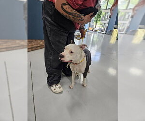 Mutt Dogs for adoption in Temple, TX, USA