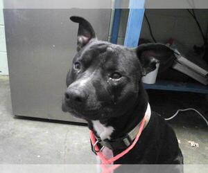 American Pit Bull Terrier Dogs for adoption in Tulsa, OK, USA