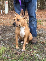 Bulloxer Dogs for adoption in Winston Salem, NC, USA
