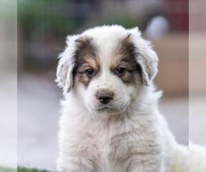 Labrenees Dogs for adoption in San Diego, CA, USA