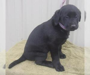 Labrador Retriever Dogs for adoption in Mountain View, MO, USA