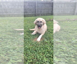 Anatolian Shepherd-Great Pyrenees Mix Dogs for adoption in Aurora, IN, USA