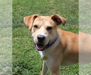 Labrador Retriever Dogs for adoption in Priest River, ID, USA