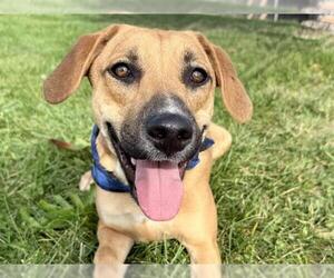 Labrador Retriever-Unknown Mix Dogs for adoption in Pueblo, CO, USA
