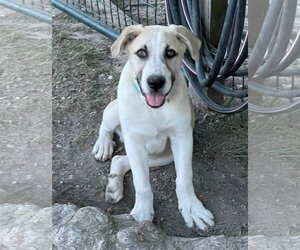 Anatolian Shepherd-Unknown Mix Dogs for adoption in Whitewright, TX, USA