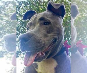 American Pit Bull Terrier Dogs for adoption in See Website, CA, USA