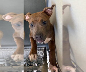 Mutt Dogs for adoption in Glen Allen, VA, USA