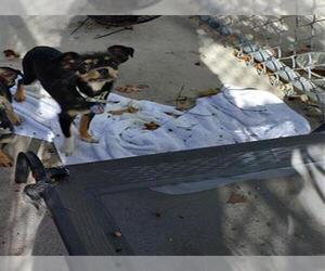 Chihuahua-Unknown Mix Dogs for adoption in Fort Lauderdale, FL, USA