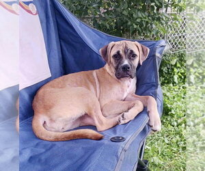 Boxer-Unknown Mix Dogs for adoption in Minneapolis, MN, USA