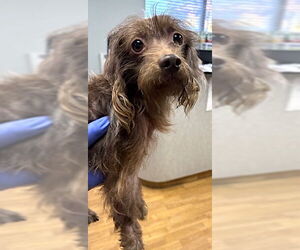 Dachshund-Unknown Mix Dogs for adoption in Mount Airy, NC, USA