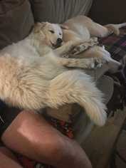 Medium Photo #1 Great Pyrenees Puppy For Sale in San Angelo, TX, USA