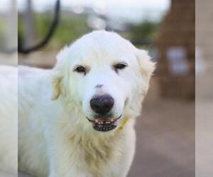 Great Pyrenees-Unknown Mix Dogs for adoption in San Antonio, TX, USA