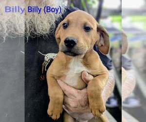 Retriever -Unknown Mix Dogs for adoption in Aurora, IN, USA