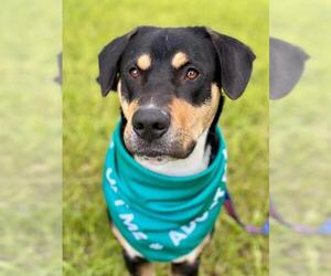 Greater Swiss Mountain Dog Dogs for adoption in Waco, TX, USA