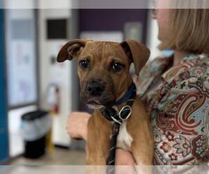 Boxer-Unknown Mix Dogs for adoption in Raleigh, NC, USA