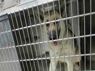 German Shepherd Dog Dogs for adoption in Oklahoma City, OK, USA