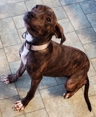 American Pit Bull Terrier-Unknown Mix Dogs for adoption in Northville, MI, USA