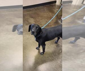 Lab-Pointer Dogs for adoption in Rockwall, TX, USA