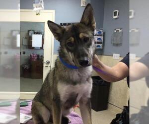 German Shepherd Dog-Unknown Mix Dogs for adoption in Riverside, CA, USA