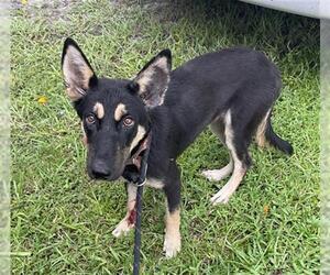 German Shepherd Dog Dogs for adoption in Palmetto, FL, USA