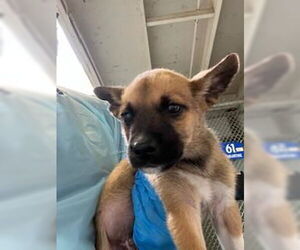 German Shepherd Dog Dogs for adoption in Stockton, CA, USA
