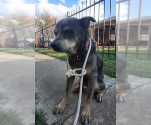 Australian Shepherd Dogs for adoption in San Antonio, TX, USA