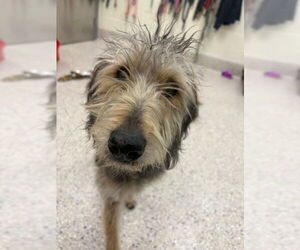 Bloodhound-Poodle (Standard) Mix Dogs for adoption in Brighton, CO, USA