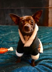 Chihuahua Dogs for adoption in Clayton, CA, USA