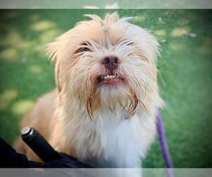 Shih Tzu Dogs for adoption in Orlando, FL, USA