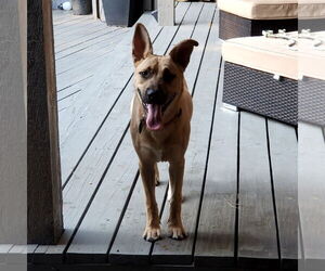 German Shepherd Dog Dogs for adoption in Denton, TX, USA